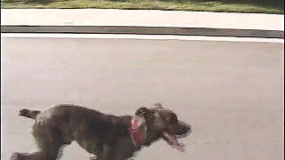 Lesbians babe pussy dildo penetrated