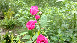 Village Hot Boy And Girl Sex Story Bangla
