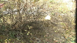 Teenenger Fucked in the Park and Squirted in Mouth