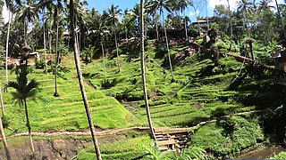 Big booty Thai girlfriend garden sex