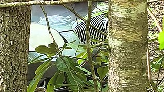 She's Caught Pussy Rubbing in the Woods Squirting on Her Car Hood