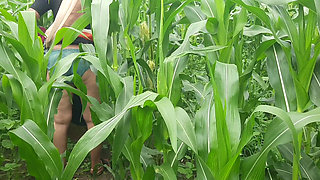 My real sister-in-law, the elder brother's housewife, had been asking for many days to make a mare in the open forest field and leave it, today I told my sister-in-law to farm maize in the open forest.