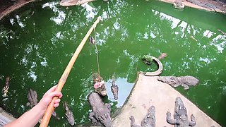Crocodile feeding and pussy pleasing