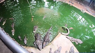 Crocodile feeding and pussy pleasing