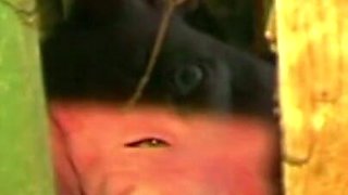 Trailer359
