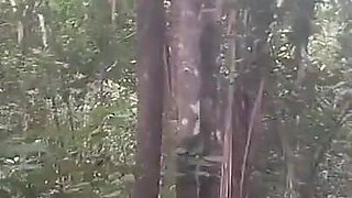 Walk in the Woods