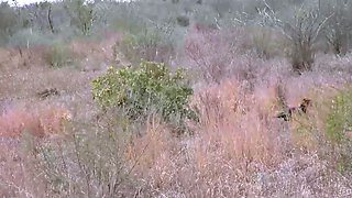 My EBONY EX GF came back to swallow my white cock