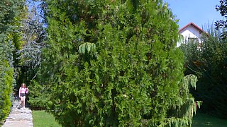 Eva Barbie Gets Rough BBC Anal Outdoors
