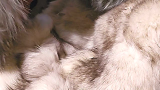 Fox fur mittens masterbation furry coat cum