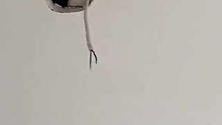 Hot Slut Fucks Electrician - Deep Anal and Throat Full of Milk