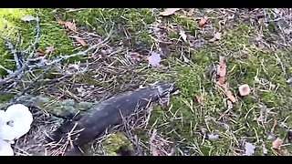 Walk Ended with Hard Fucking Ending on the Ass