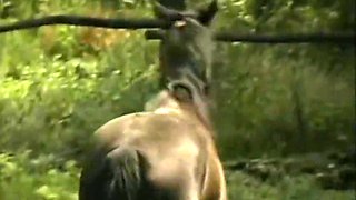 Kelly Kline In Bisexual Threesome Ass Fucking Big Dick Sucking Threesome...cum In Mouth