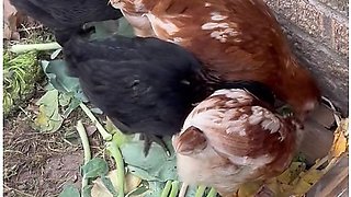 Our Chicks Love Brocoli