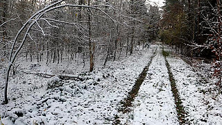 Naked Through the Woods and Beating Breasts Warm