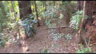 I Went Into the Bush with the Hot Boy It Was Delicious This Walk in the Bush