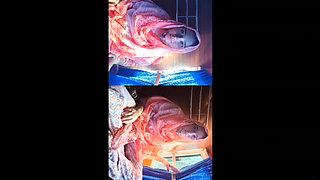 Bus me bhabi Ne chut dikha di chalu bus me